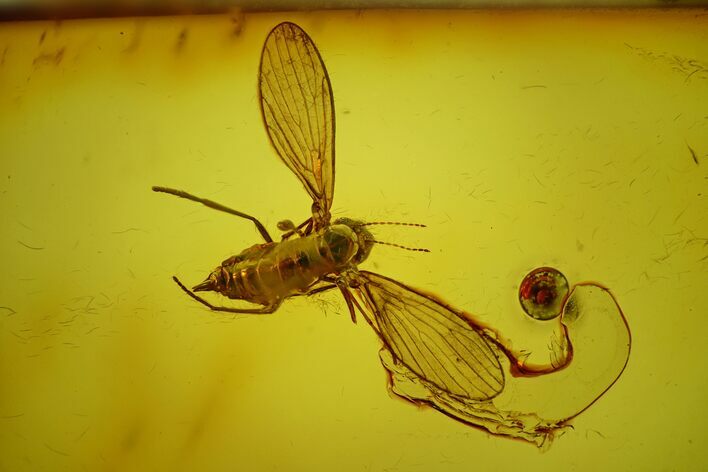 Detailed Fossil Flies (Diptera) In Baltic Amber #183530